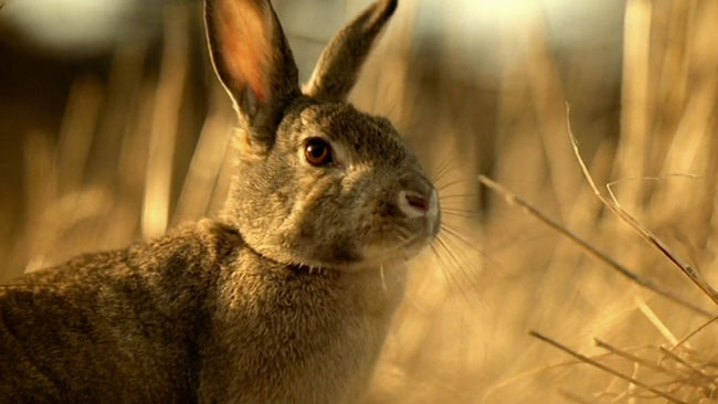 pete-ritchie-folio-aa-insurance-rabbit